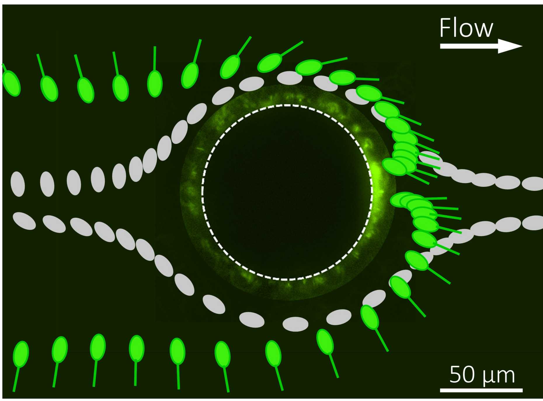 The effect of flow on swimming bacteria