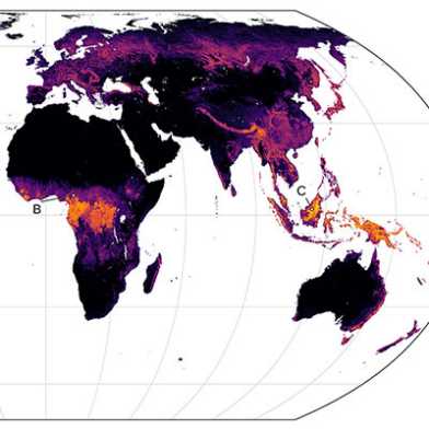 Vegetation height map