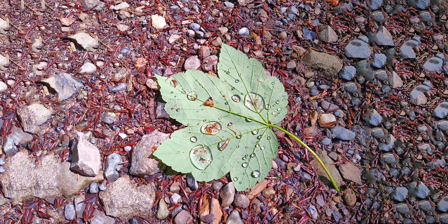 Raindrops on a leaf