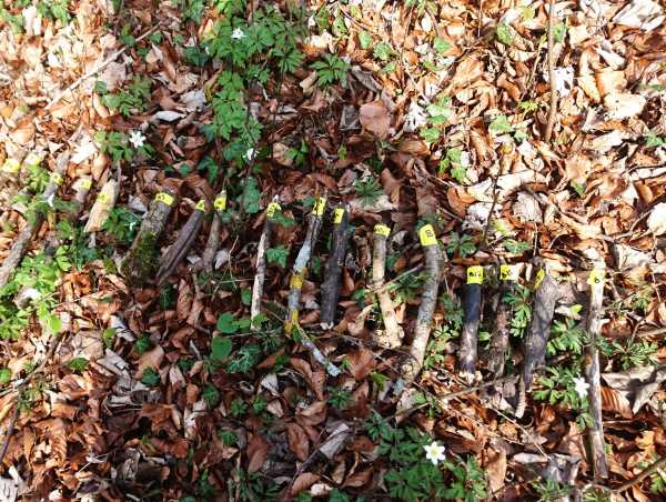 Deadwood pieces of different decay ...