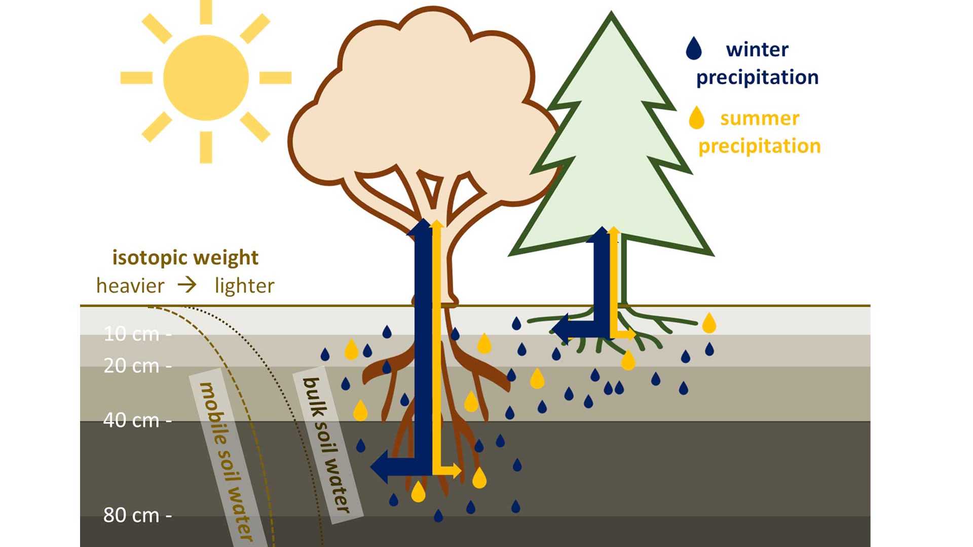 The majority of tree transpiration origins from winter precipitation. Figure: Marius Floriancic
