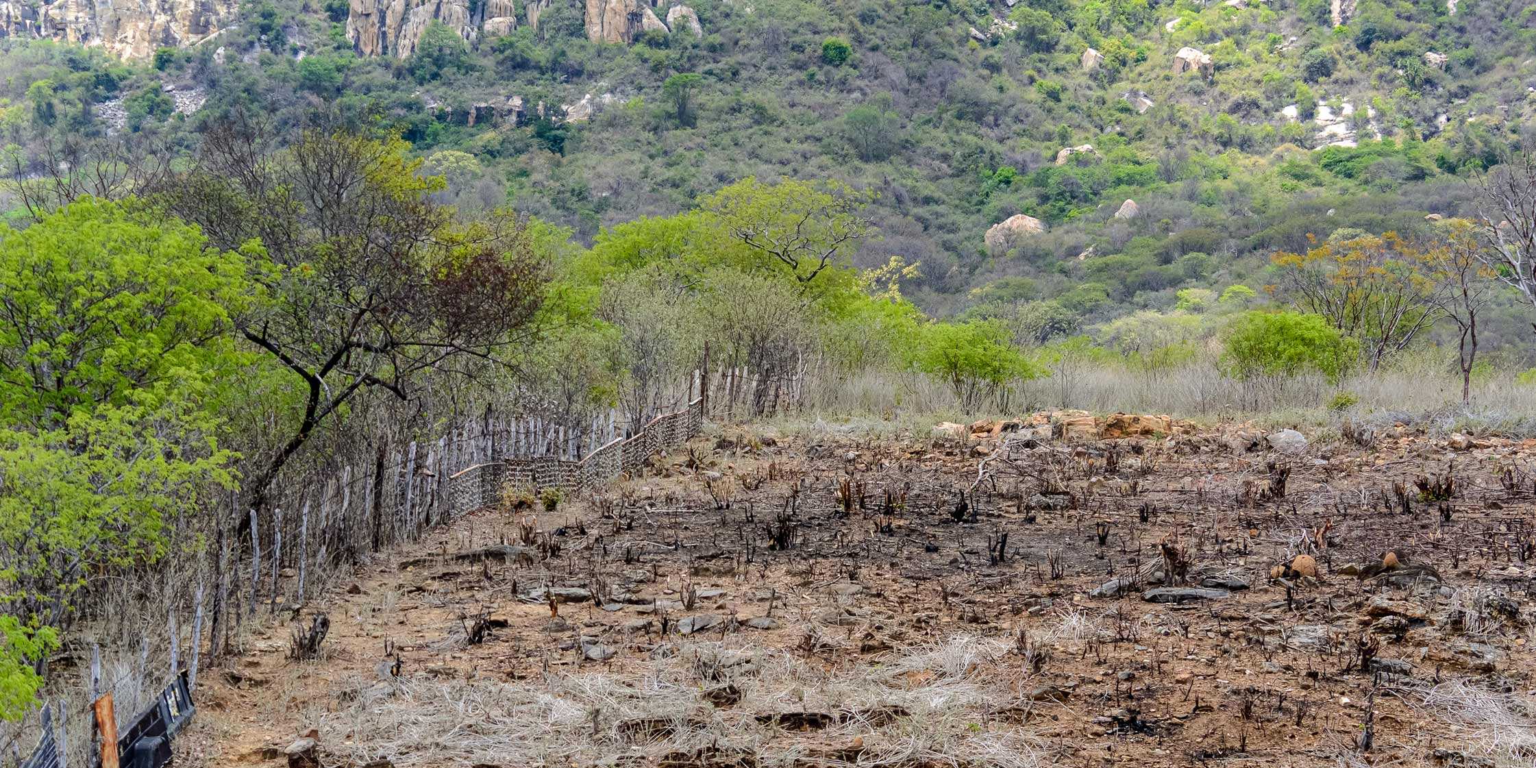 Burnt trees of a forest area