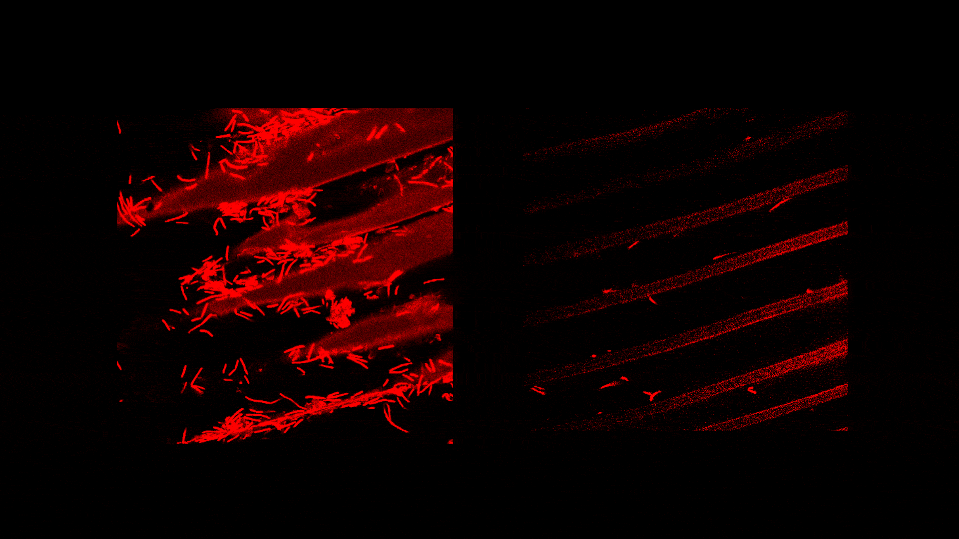 Enlarged view: Movement of bacteria seen through a microscope