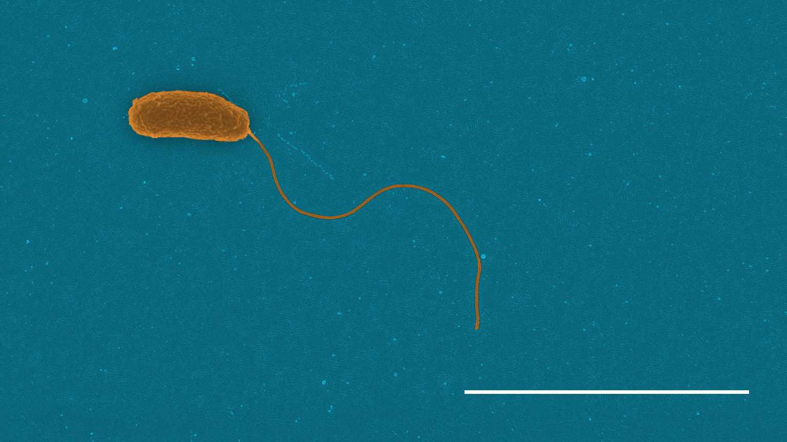 bacteria swimming