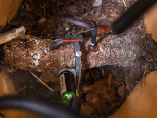 A measuring device attached to a root