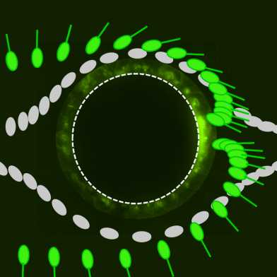 The effect of flow on swimming bacteria