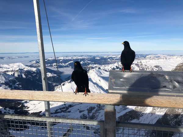 Exkursion Jungfraujoch