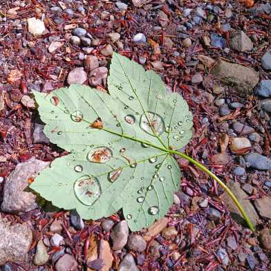 Wassertropfen auf einer Blattoberfläche