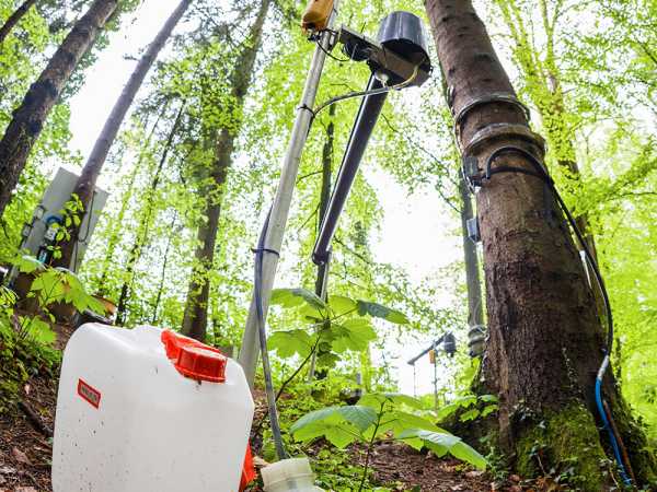 Foto mit Fischaugenlinse zeigt Boden bis zur Baumkrone eines Baumes im Wald