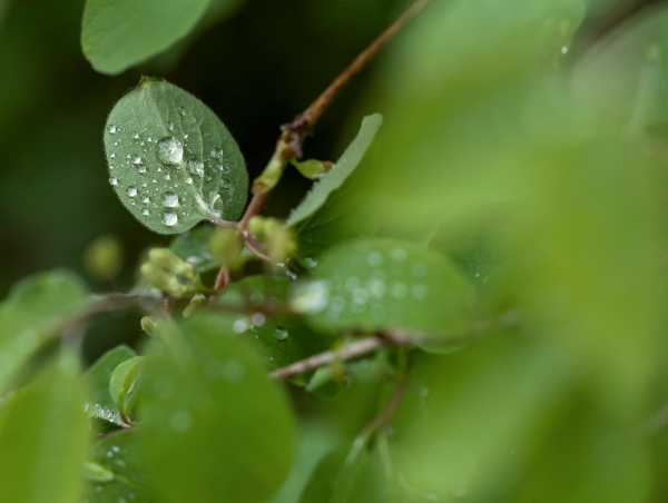 ein grünes Blatt mitr Wassertropfen