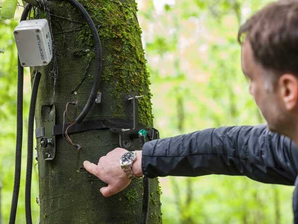 Temperaturfühler an einem Baumstamm angebracht