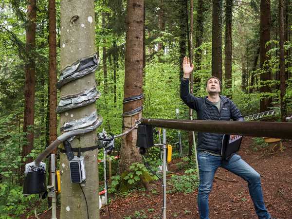 Forscher im Wald und zeigt nach oben