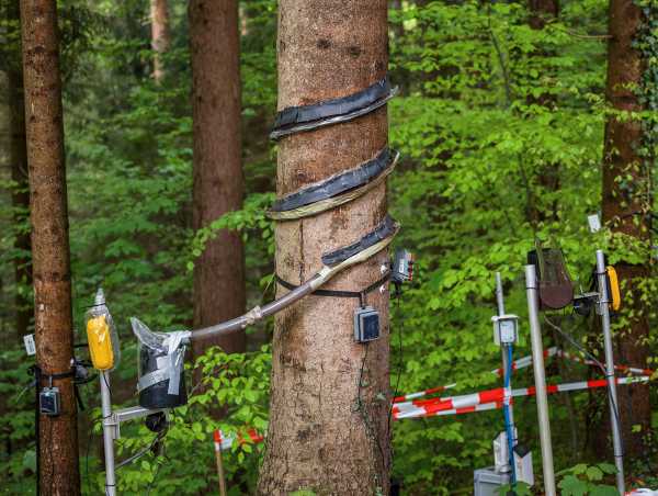 improvisierte Messstation im Wald