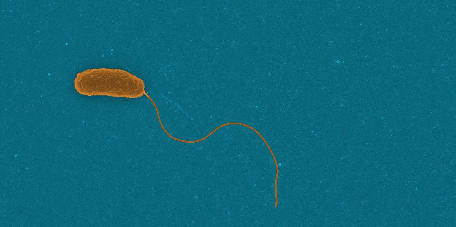 Wie Bakterien ohne Nahrung schwimmen und warum das für das Klima