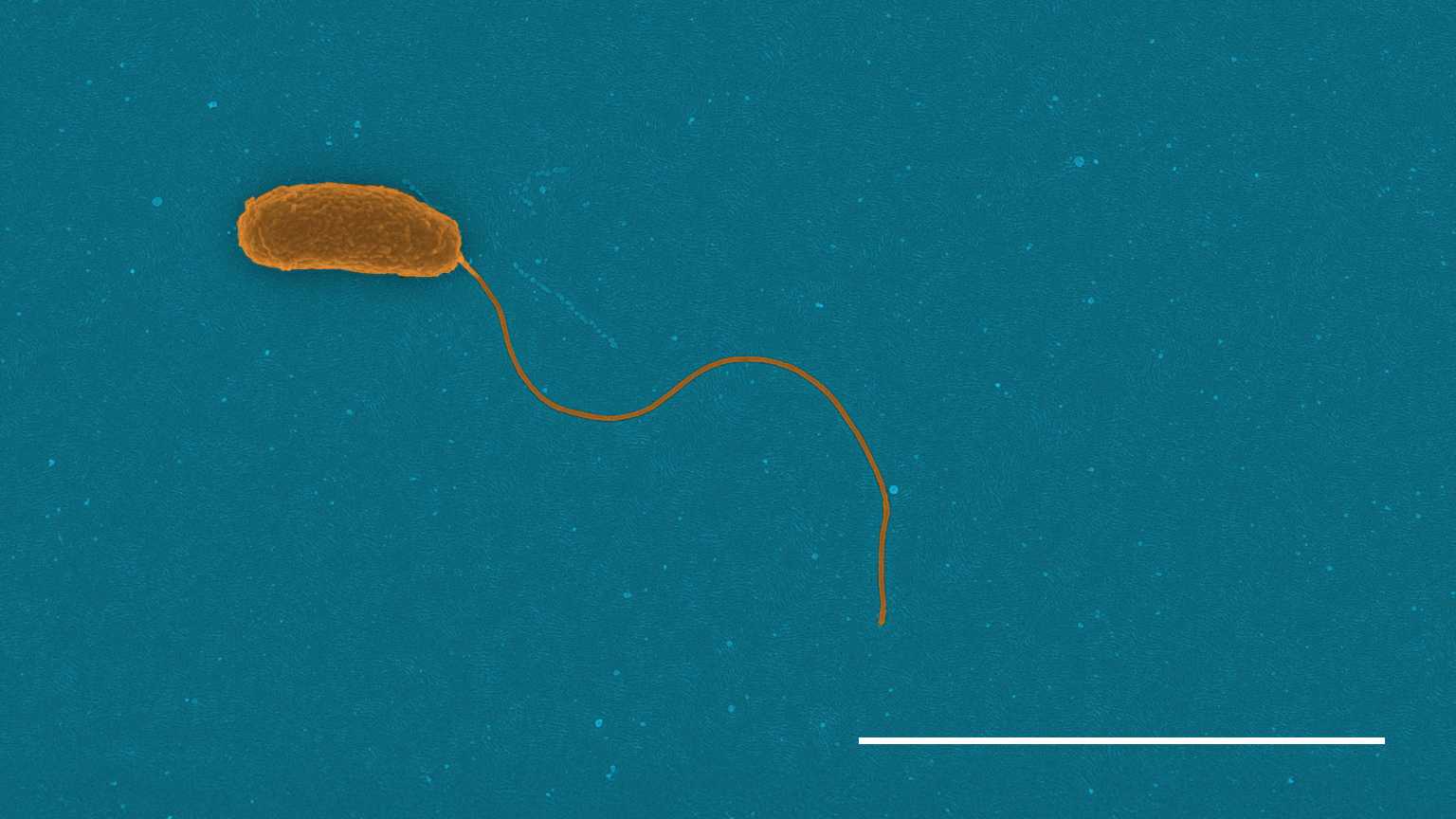 bacteria swimming